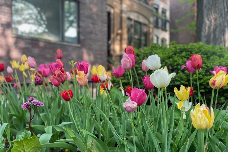 Tulips in Chicago