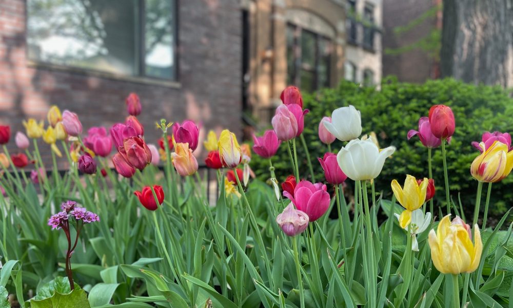 Tulips in Chicago