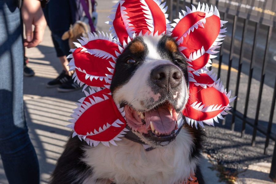 LH Pup Crawl 2024 Del Nakamura 781