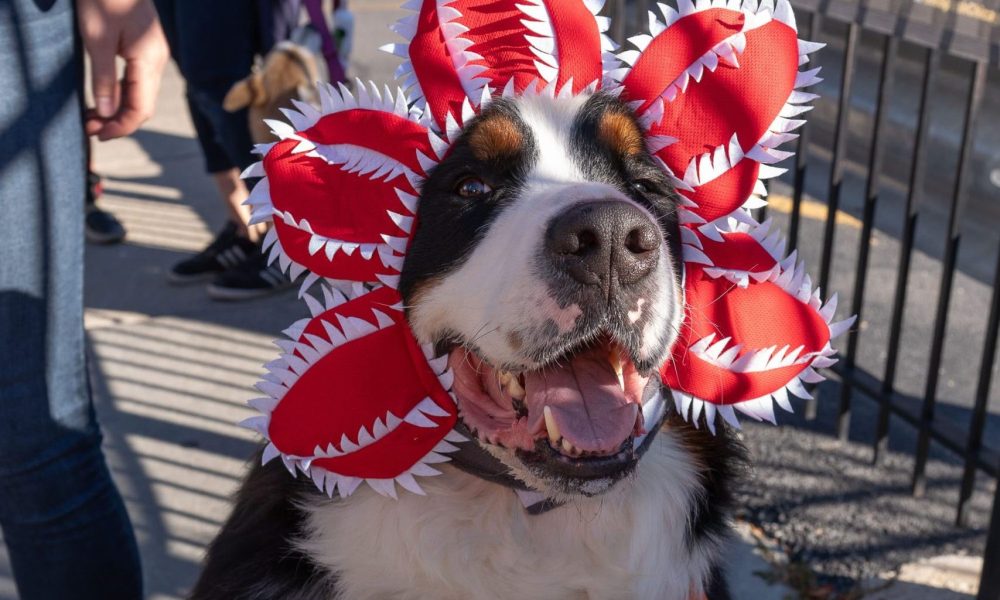 LH Pup Crawl 2024 Del Nakamura 781