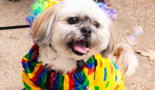 Ty Yamamoto 9764 Ty Yamamoto 9764